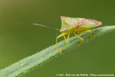 Hawthorn Shield Bug  (Meidoornkielwants)