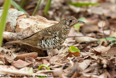 Russet-Tailed Thrush  (Papoeagoudlijster)
