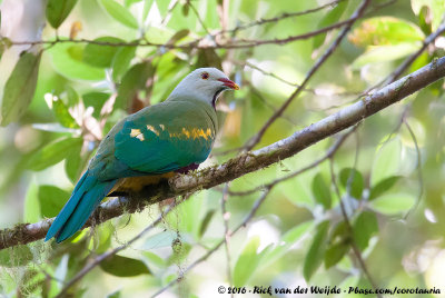 Wompoo Fruit Dove<br><i>Ptilinopus magnificus magnificus</i>