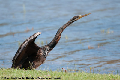 Australasian Darter<br><i>Anhinga novaehollandiae novaehollandiae</i>