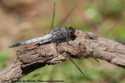 Blue SkimmerOrthetrum caledonicum