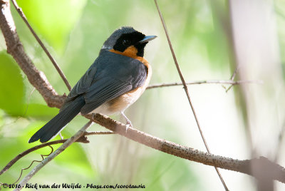 Spectacled MonarchSymposiachrus trivirgatus gouldii