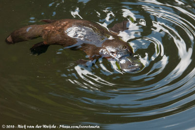 Duck-Billed PlatypusOrnithohynchus anatinus phoxinus