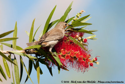 Scarlet MyzomelaMyzomela sanguinolenta