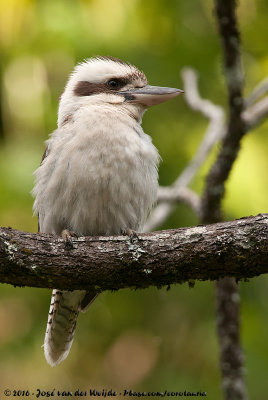 Laughing KookaburraDacelo novaeguineae novaeguineae