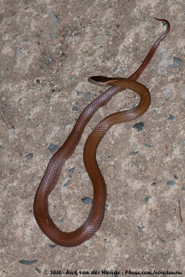 Golden Crowned Snake<br><i>Cacophis squamulosus</i>
