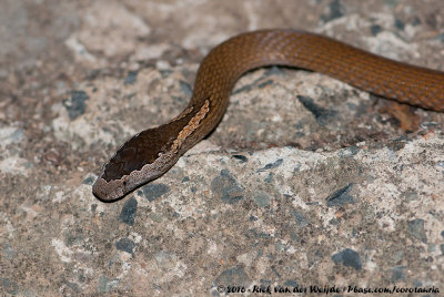 Golden Crowned SnakeCacophis squamulosus