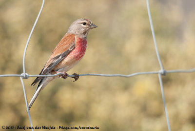 Common Linnet  (Kneu)