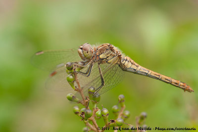 Vagrant DarterSympetrum vulgatum vulgatum