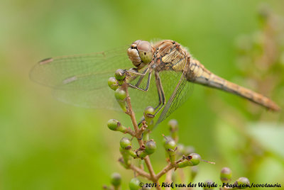 Vagrant DarterSympetrum vulgatum vulgatum