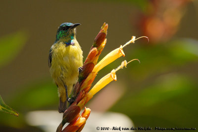 Collared SunbirdHedydipna collaris ssp.