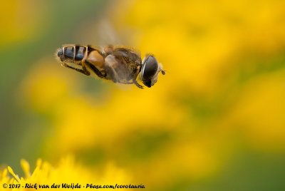 Stripe-Faced Dronefly  (Puntbijvlieg)