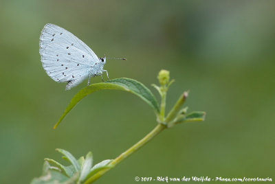 Holly BlueCelastrina argiolus grisescens