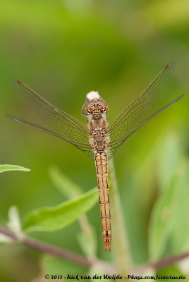 Vagrant DarterSympetrum vulgatum vulgatum