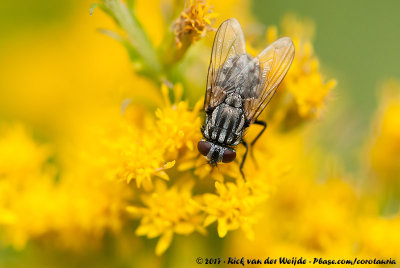 Face FlyMusca autumnalis