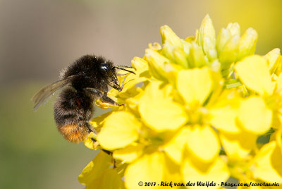 Red-Tailed Bumblebee<br><i>Bombus lapidarius</i>