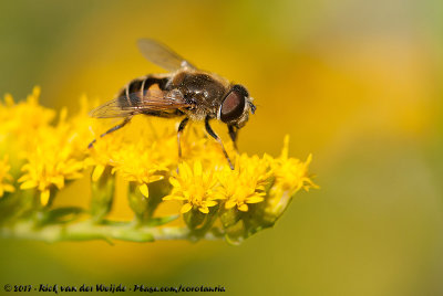 Stripe-Faced DroneflyEristalis nemorum