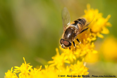 Stripe-Faced DroneflyEristalis nemorum