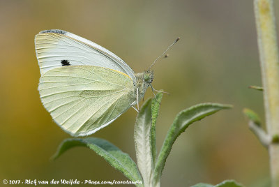 Small WhitePieris rapae rapae