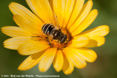 Plain-Faced DroneflyEristalis arbustorum