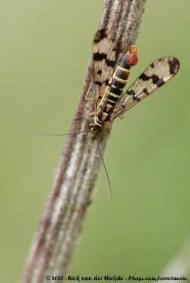 Scorpion FlyPanorpa vulgaris