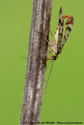 Scorpion FlyPanorpa vulgaris