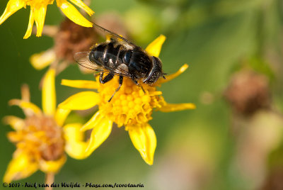 Small Spotty-Eyed DroneflyEristalinus sepulchralis