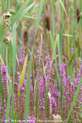 Purple Loosestrife  (Grote Kattenstaart)