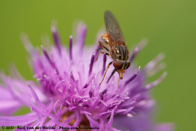 Common Snout-HoverflyRhingia campestris