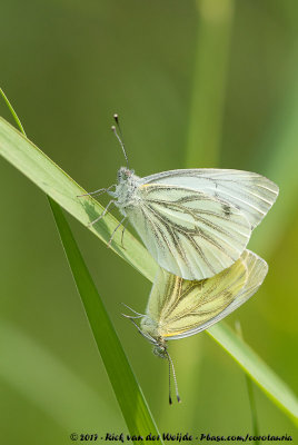 Green-Veined WhitePieris napi napi