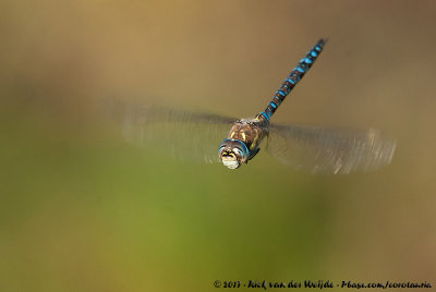 Migrant HawkerAeshna mixta