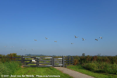 Groenblauwe Zone