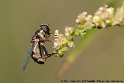 Thick-Legged HoverflySyritta pipiens