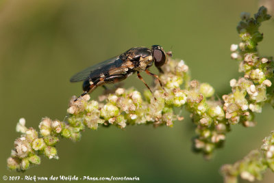 Thick-Legged HoverflySyritta pipiens