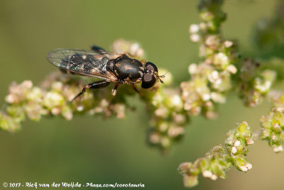 Thick-Legged HoverflySyritta pipiens