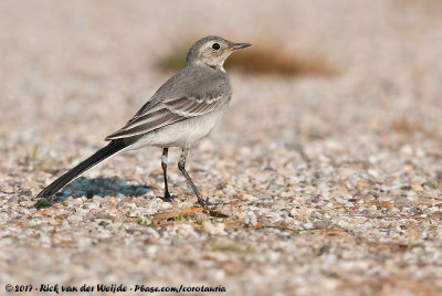 White WagtailMotacilla alba alba