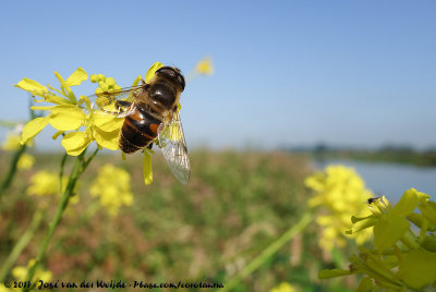 Drone FlyEristalis tenax