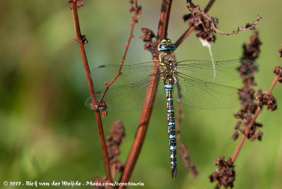 Migrant HawkerAeshna mixta