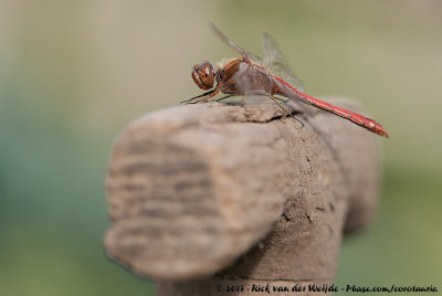 Vagrant DarterSympetrum vulgatum vulgatum