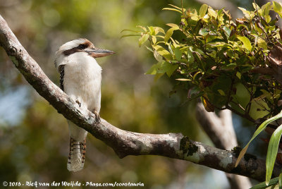 Laughing KookaburraDacelo novaeguineae novaeguineae