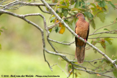 Brown Cuckoo-Dove  (Australische Koekoeksduif)