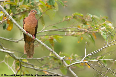 Brown Cuckoo-DoveMacropygia phasianella robinsoni