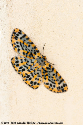 Joseph's MothBracca rotundata