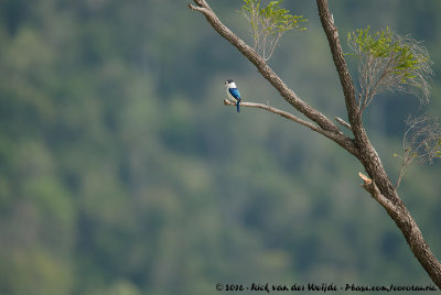 Forest KingfisherTodiramphus macleayii incinctus