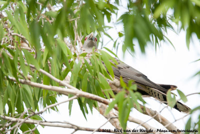 Channel-Billed Cuckoo<br><i>Scythrops novaehollandiae novaehollandiae</i>
