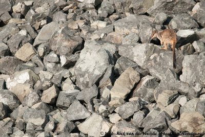 Unadorned Rock WallabyPetrogale inornata