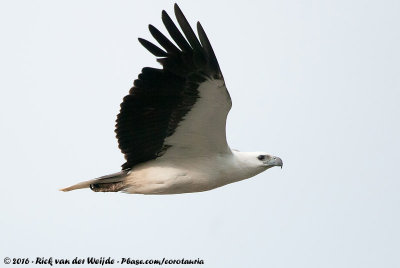 White-Bellied Sea Eagle  (Witbuikzeearend)