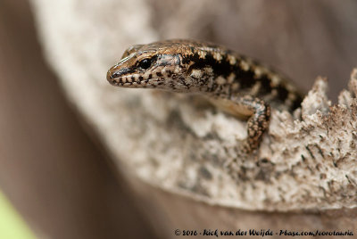 Bar-Sided Forest-Skink  (Concinnia tenuis)