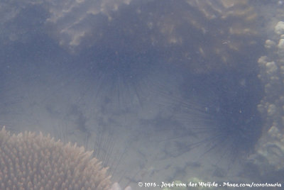 Sea Urchin spec.Echinoidea indet.