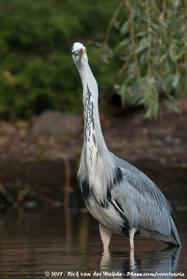 Grey HeronArdea cinerea cinerea